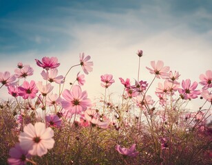 Obraz premium Soft focus beautiful cosmos flowers are blooming in vintage tones with