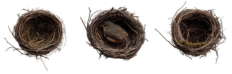 Collection of Three Bird Nests with Transparent Background, One Containing Bird