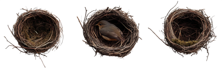 Collection of Three Bird Nests with Transparent Background, One Containing Bird