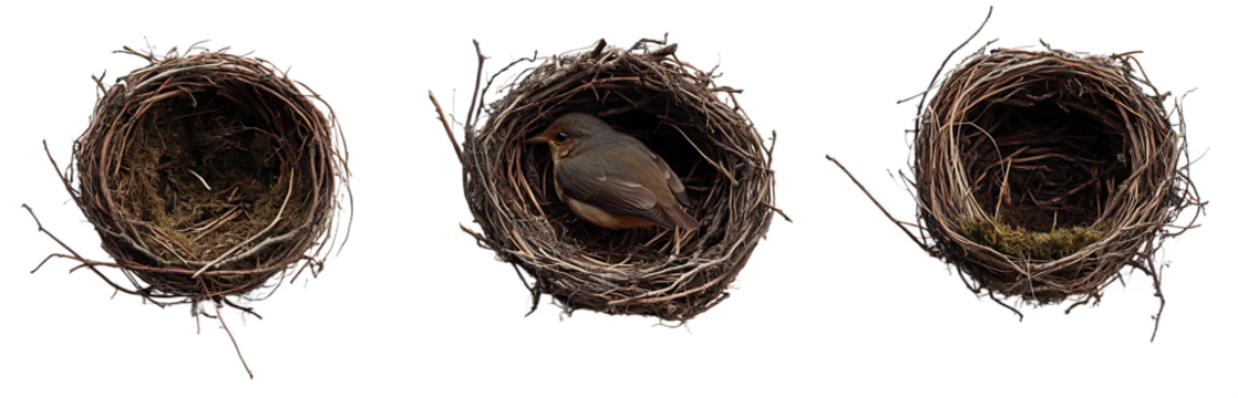 Collection of Three Bird Nests with Transparent Background, One Containing Bird