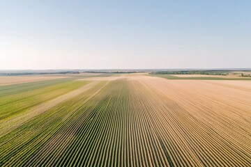 Fototapeta premium Endless fields stretch under clear sky, showcasing vibrant green