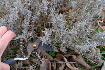 Gardener's hand holding a pair of rusty pruning shears while working on a dried lavender plant....