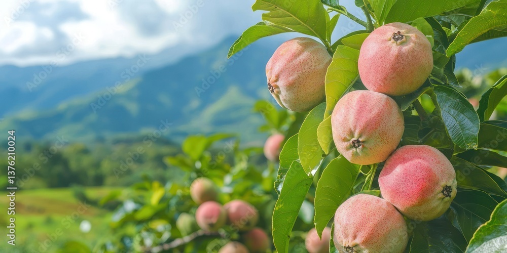 Poster Pink guavas growing on a tree in a countryside setting with mountains in the background. 
