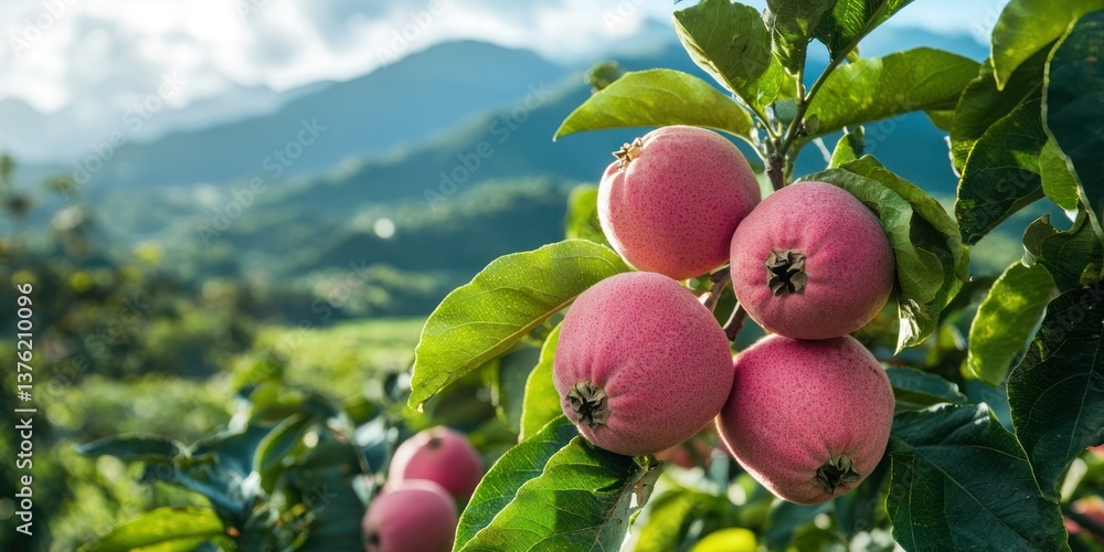 Aufkleber pink guavas growing on a tree in a countryside setting with mountains in the background.