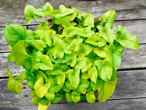 Close up image of Keladi Tikus Plant or Typhonium blumei or Chinese Snake Arum in the pot