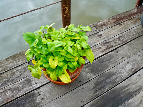 Close up image of a Keladi Tikus Plant (Typhonium blumei), and also known as Chinese Snake Arum in the pot in the garden