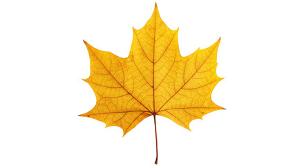 Obraz premium Isolated Maple Leaf