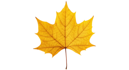 Isolated Maple Leaf