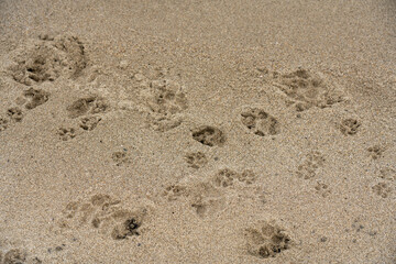 dog footprints in the sand on a Colombian beach.