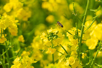 菜の花とミツバチ11