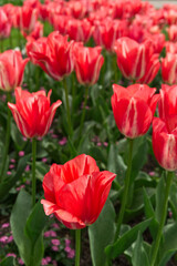Fototapeta premium Red Triumph Tulips Flower bed