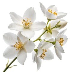 Fototapeta premium Pristine White Jasmine Blossoms on White – Translucent Petal Detail