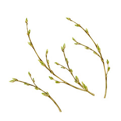 Branches with buds, blossoming leaves are hand-drawn with watercolor and isolated from the background. A set of spring curved branches for creating floral compositions, frames, wreaths.