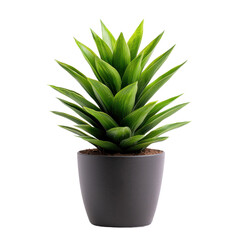 Fototapeta premium Vibrant green plant in a modern black pot, perfect for home decor or office settings. transparent background.