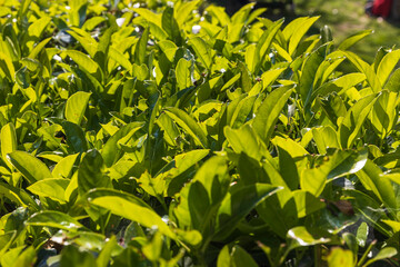 Green leaves of Prunus laurocerasus, also known as cherry laurel, in a garden.