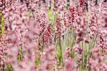 Schloss Hluboka nad Vltavou, Frauenberg, Tschechische Republik,