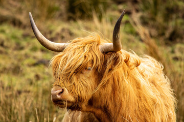 Highland Cow (Bos primigenius taurus)