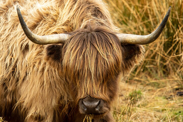 Highland Cow (Bos primigenius taurus)