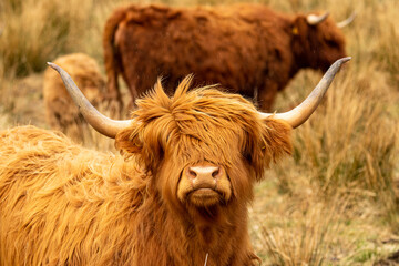 Highland Cow (Bos primigenius taurus)