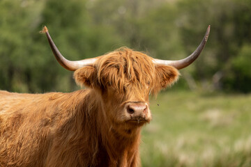 Highland Cow (Bos primigenius taurus)