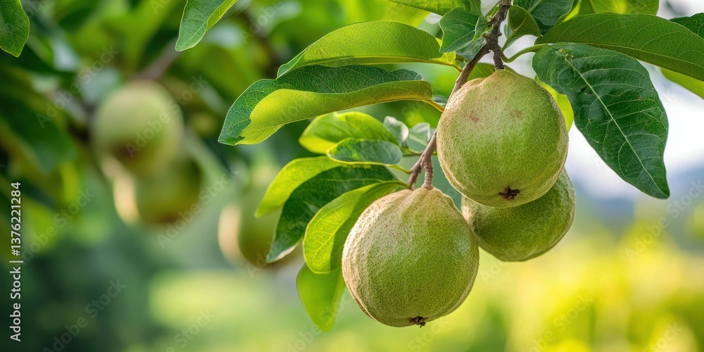 Poster view of guava fruits hanging from the branches of a tree, leaves gently swaying in the breeze. 