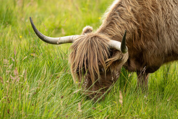 Highland Cow (Bos primigenius taurus)