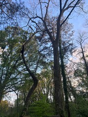 trees in the forest