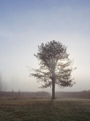 Obraz premium Early morning backlit pine tree.