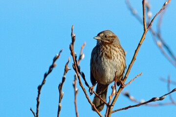   Cute song sparrow on a twig.