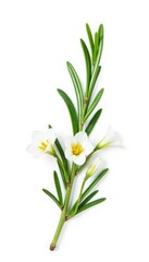 Fototapeta premium A delicate sprig of rosemary with tiny flowers, isolated on white, foliage, sprig