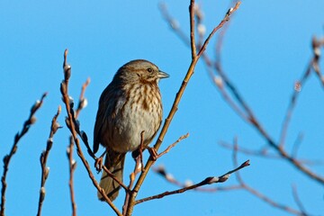   Song sparrow on a clear day.