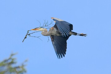  Heron soars in the sky carrying a stick.