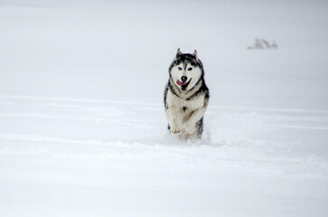 Husky joyfully running across snowy landscape