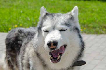 Siberian husky enjoying sunny day outdoors