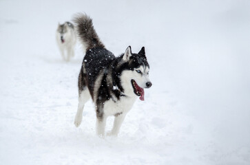 Husky in snowy landscape with falling snowflakes