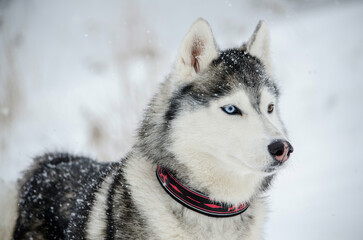 Siberian husky in snowy environment with two distinct eye colors