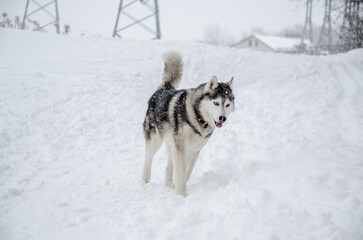 Energetic husky galloping through snowy landscape