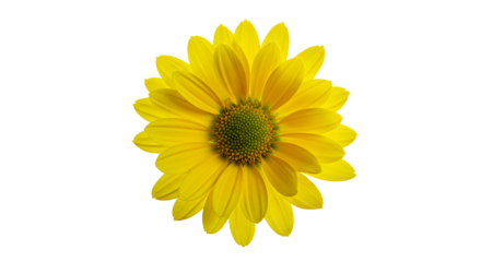 A single yellow chrysanthemum with a green center isolated against a black background in full bloom
