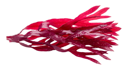 Close up shot showcasing vibrant red seaweed with water droplets against a black background in studio shot