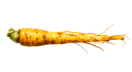 Isolated yellow carrot with roots and green top on a plain black background in a horizontal shot