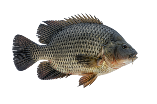 The Majesty of the Fish: A striking image of a scaled fish, its textures and forms are beautifully illuminated, showcasing the intricate details of its scales and fins.