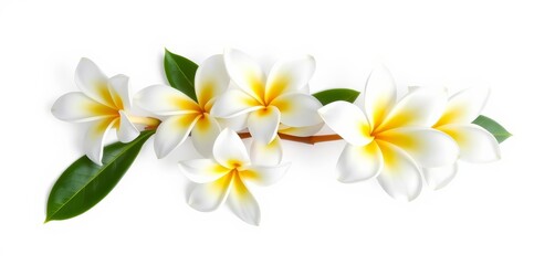 Fototapeta premium Five pristine white frangipani blossoms, isolated against a pure white backdrop, petals, wedding