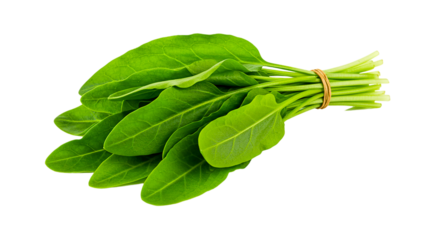 A bunch of fresh green sorrel leaves tied together with a natural fiber string on black background