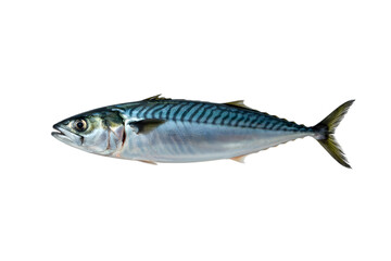 Fototapeta premium Mackerel Profile: A single mackerel presents its streamlined form, displaying its characteristic stripes and intricate details, offering a look at the marine world.