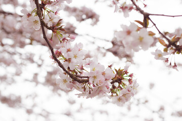 Cherry blossom tree in full bloom with pink flowers. Bright spring nature with delicate petals and soft sunlight.