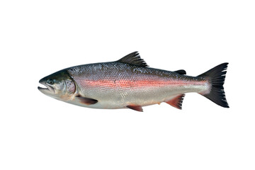 Obraz premium Sleek Salmon: A stunning salmon in its prime, with iridescent scales glistening, showcasing its vibrant pink and silver hues. Capturing the essence of marine life and the bounty of the ocean.