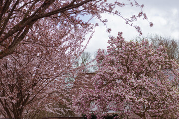 Naklejka premium Cherry and magnolia trees in full bloom with pink flowers. A vibrant spring scene filled with delicate blossoms and fresh nature.