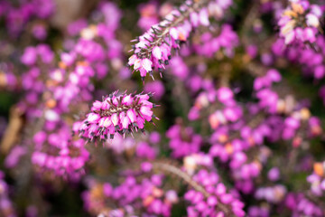 Obraz premium Close-up of pink flowers with unique, intricate shapes and textures. A creative and vibrant floral 