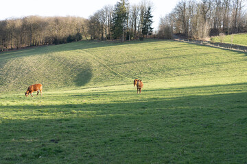 Red cows grazing on a green slope in spring. Agricultural concept