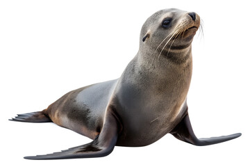 Fototapeta premium sea lion isolated on transparent background